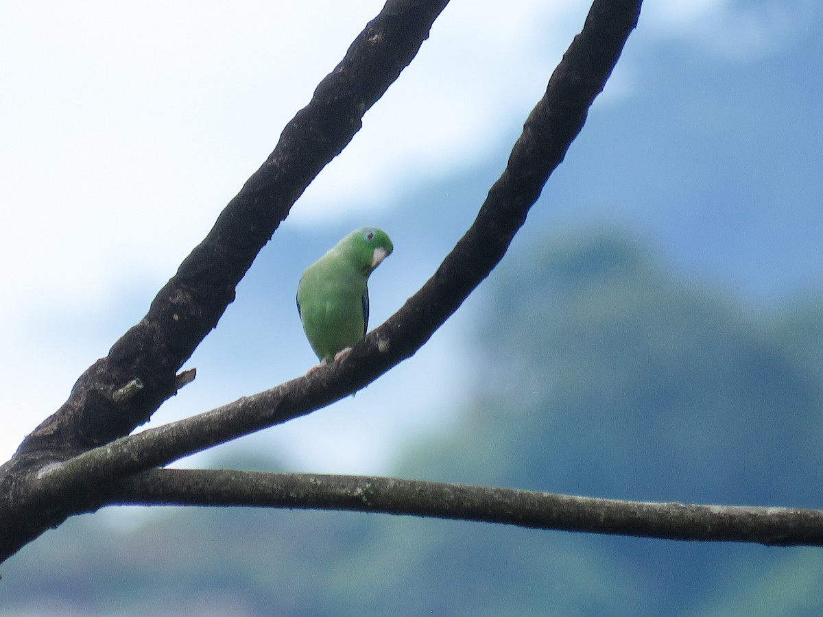 Spectacled Parrotlet - ML638806396