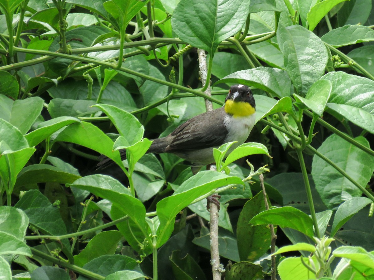 White-naped Brushfinch - ML638806400