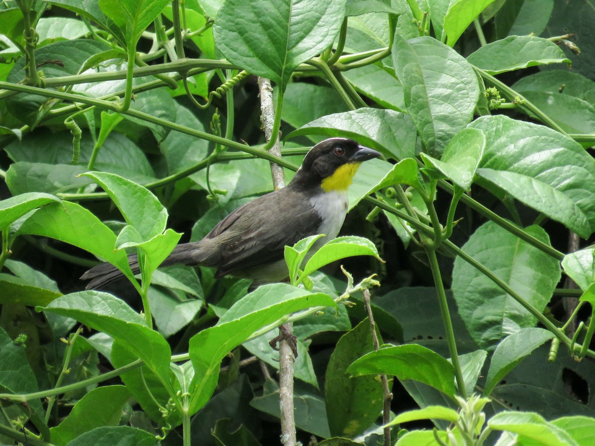 White-naped Brushfinch - ML638806410