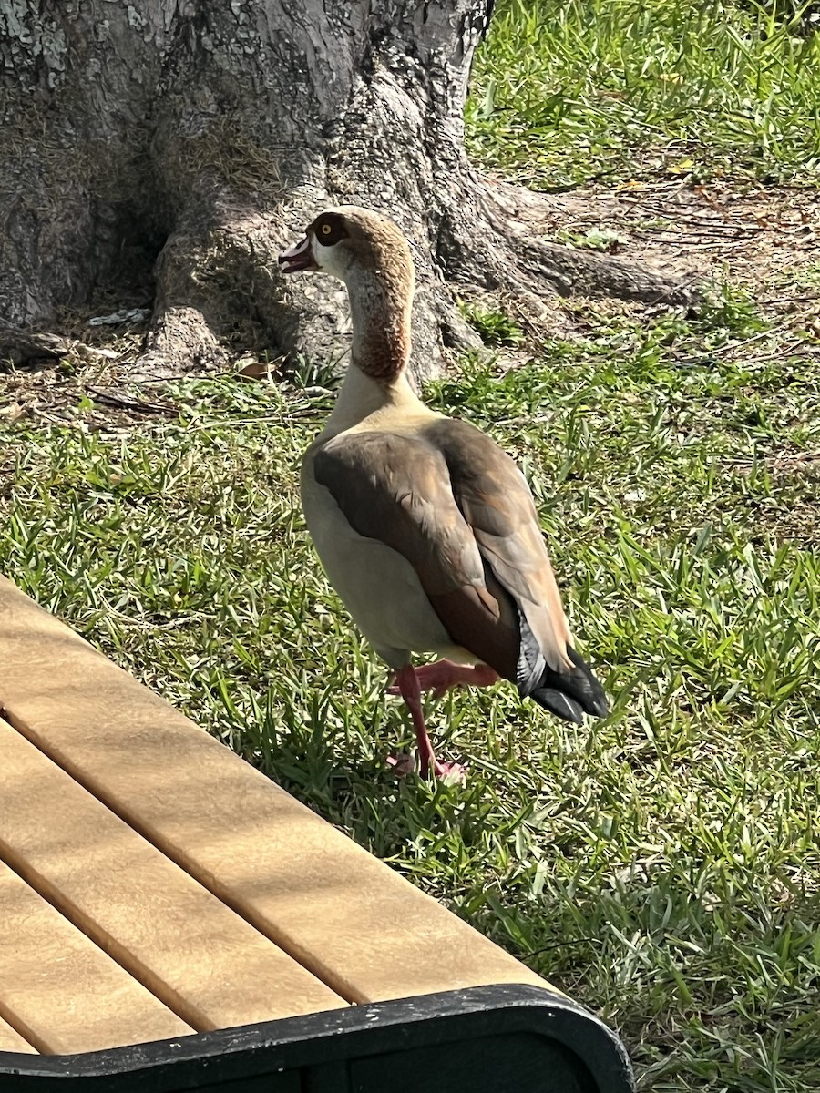 Нильский гусь - ML638806439