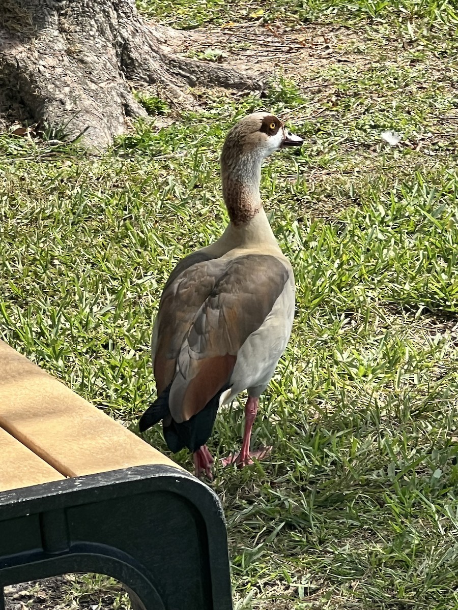 Нильский гусь - ML638806440