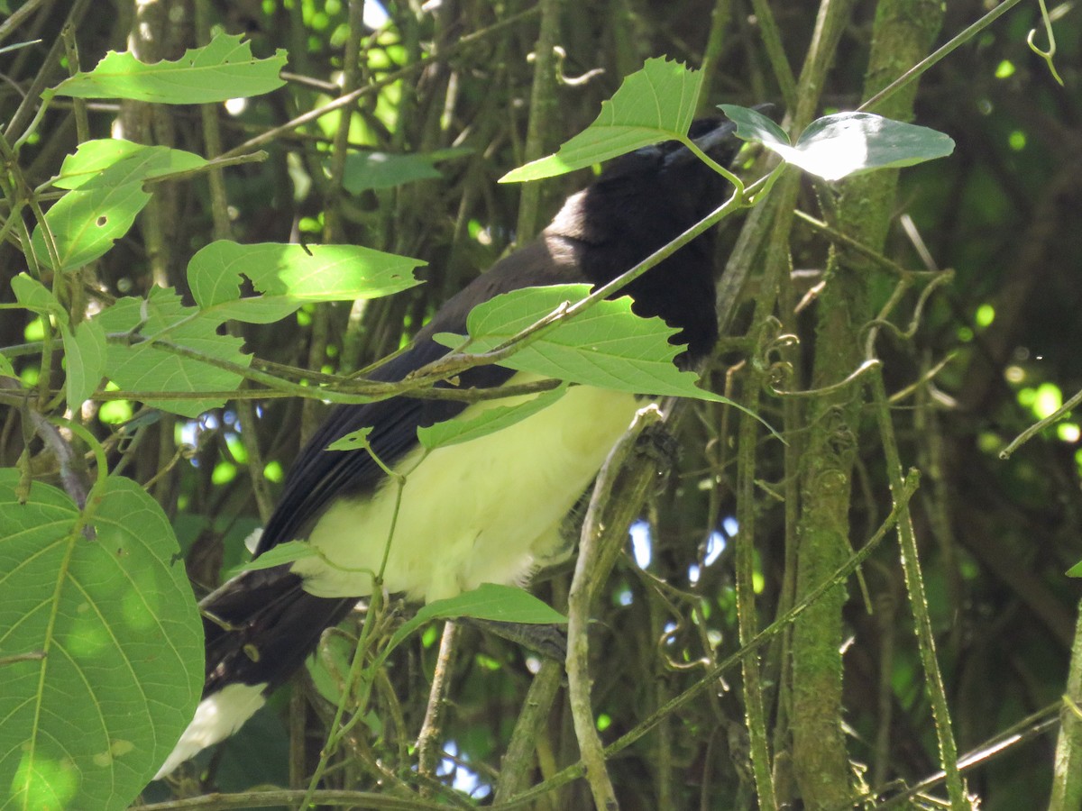 Black-chested Jay - ML638806458