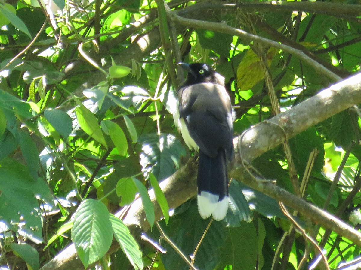 Black-chested Jay - ML638806461