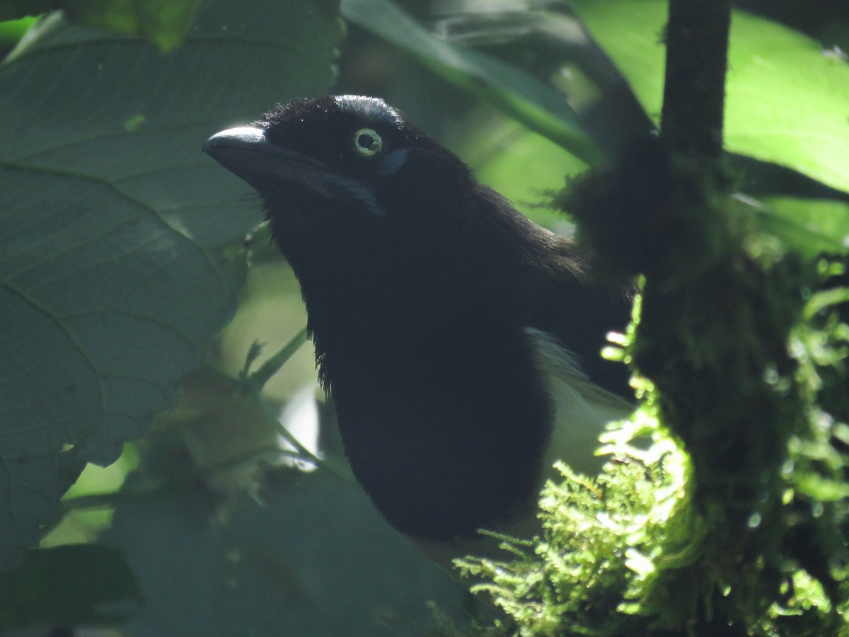 Black-chested Jay - ML638806462