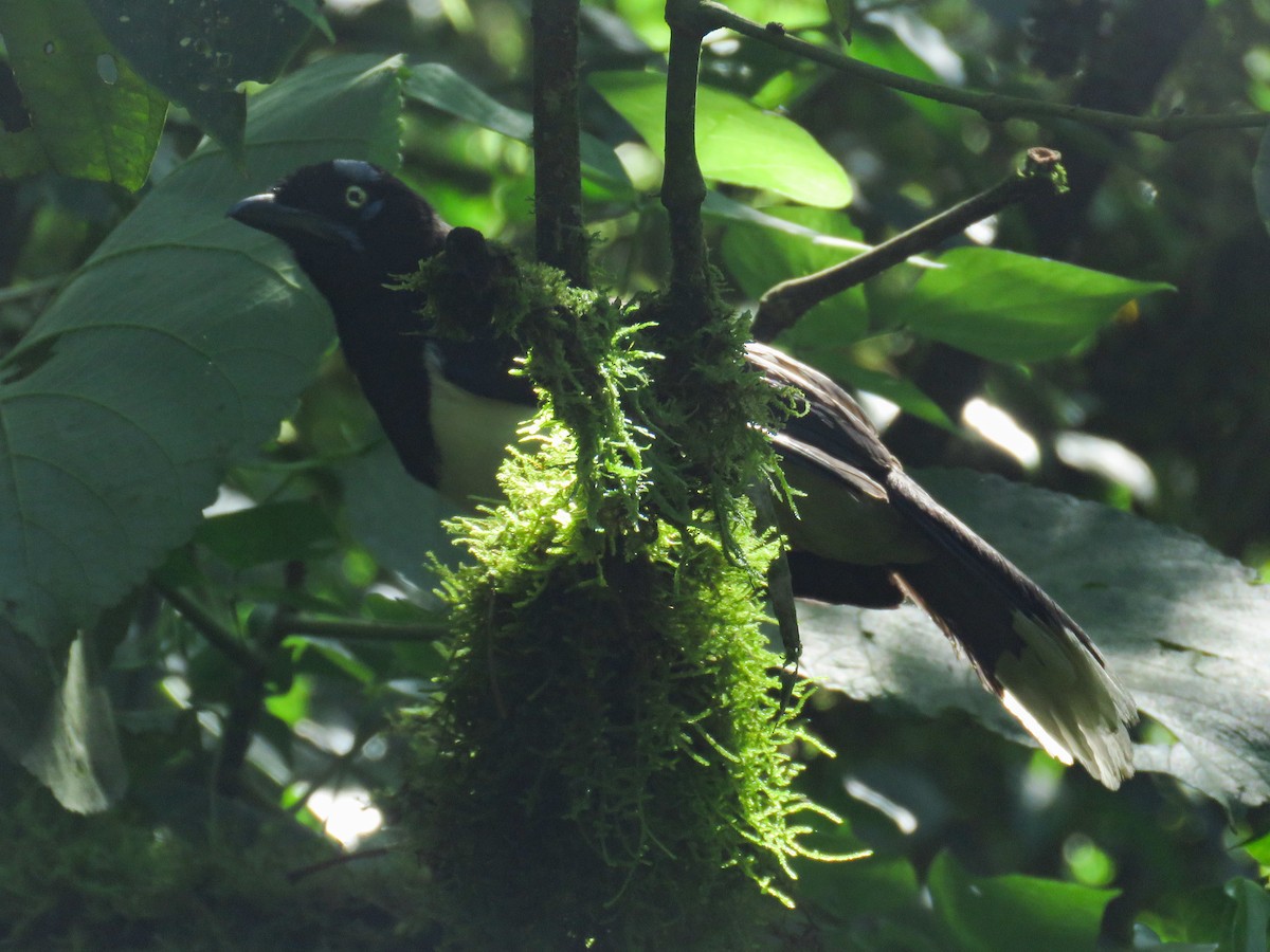 Black-chested Jay - ML638806463