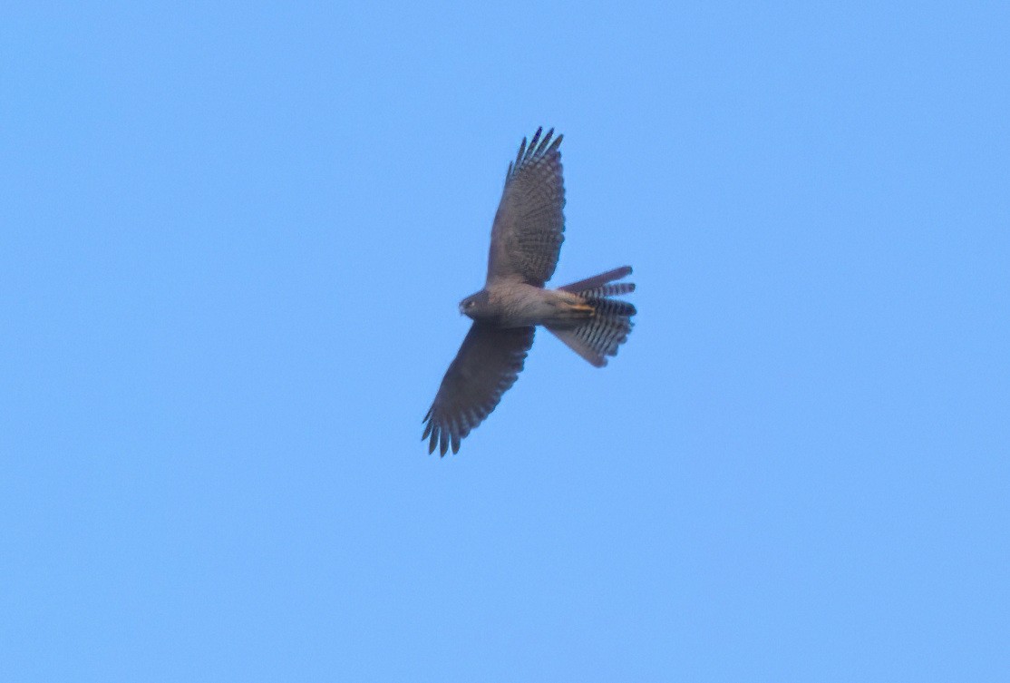 Brown Goshawk - ML638806470