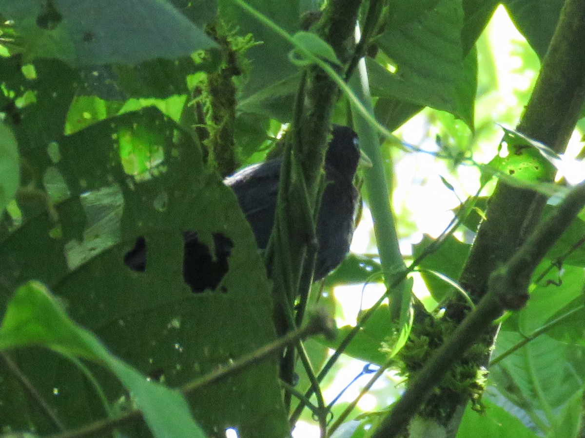 Scarlet-rumped Cacique - ML638806475