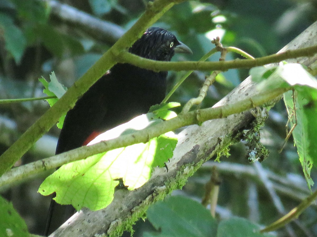Red-bellied Grackle - ML638806492