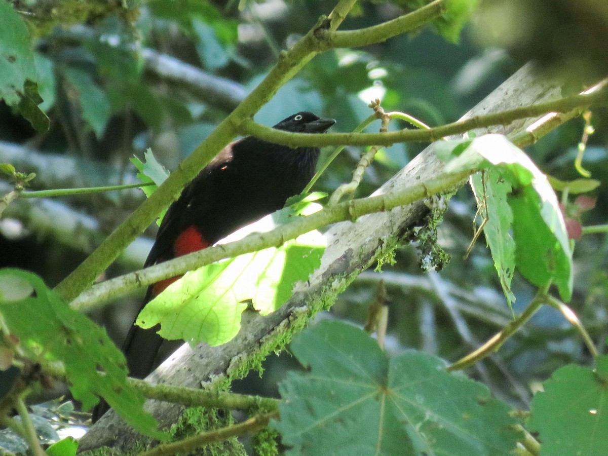 Red-bellied Grackle - ML638806493