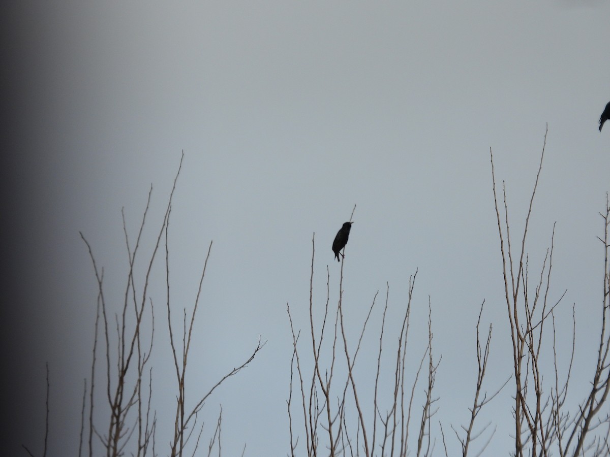European Starling - ML638806515