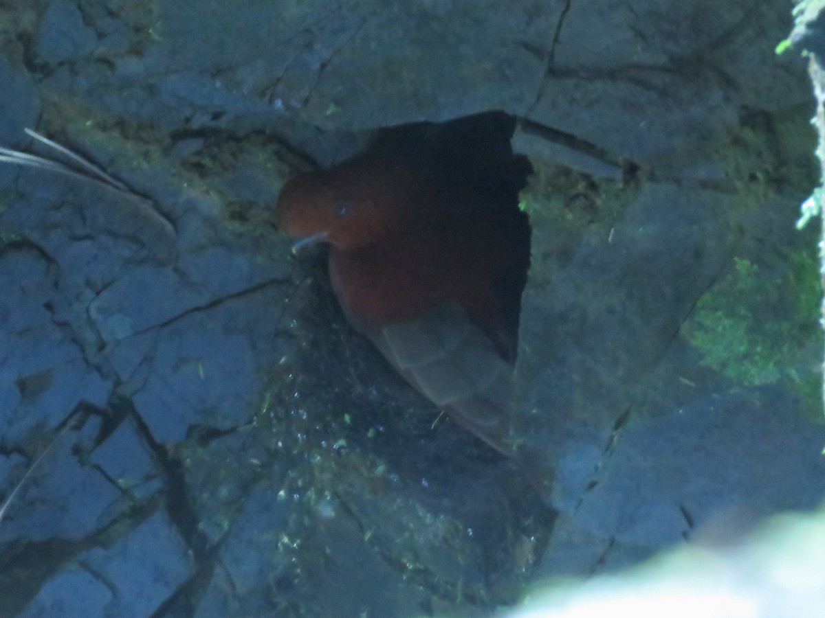 Andean Cock-of-the-rock - ML638806518