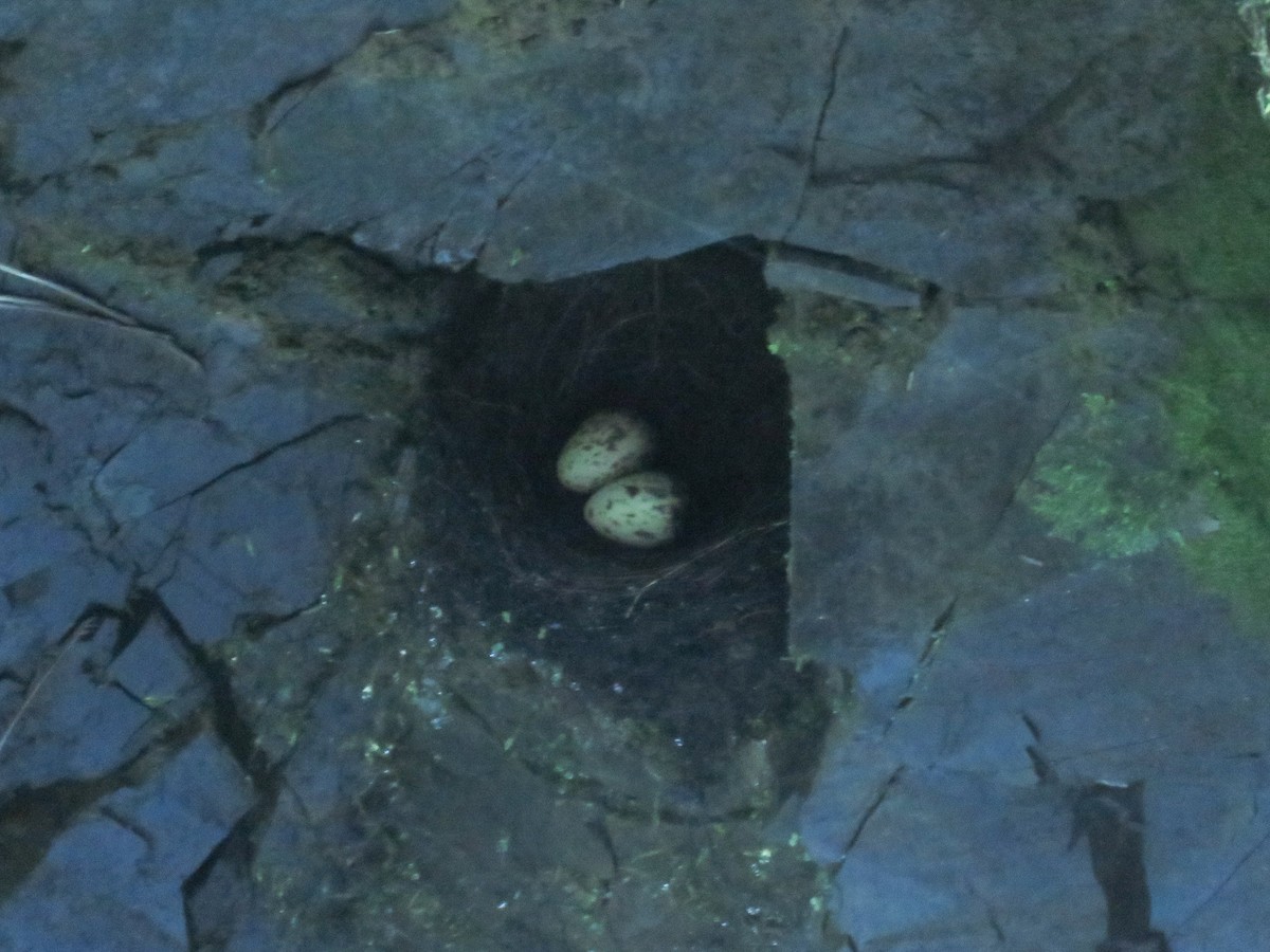 Andean Cock-of-the-rock - ML638806519