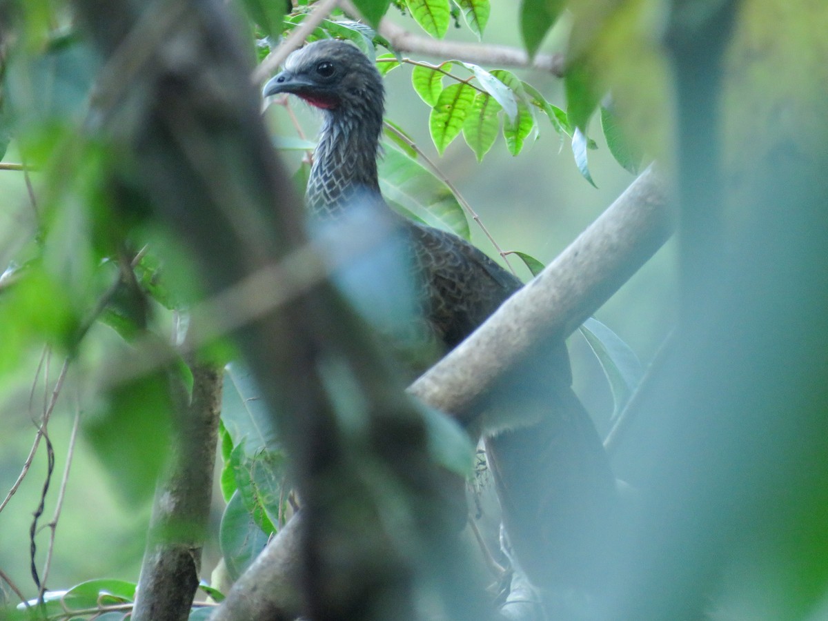 Colombian Chachalaca - ML638806525