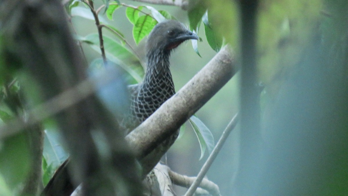 Colombian Chachalaca - ML638806526