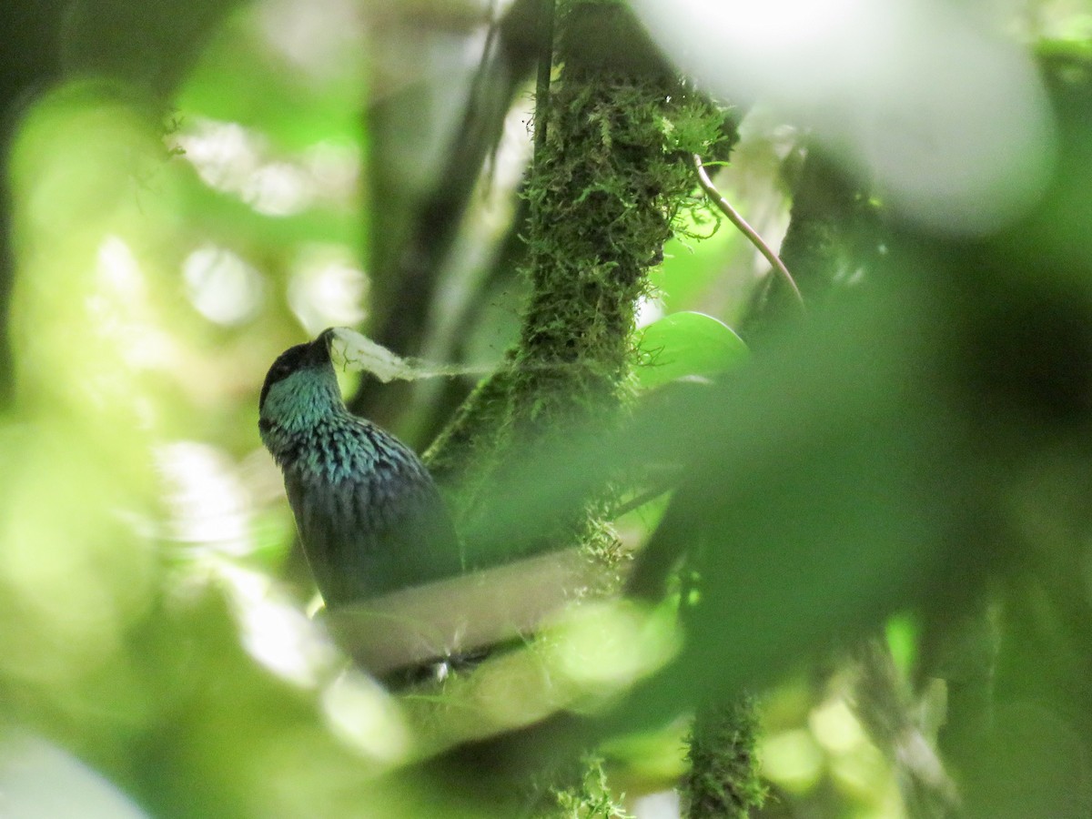 Black-capped Tanager - ML638806538