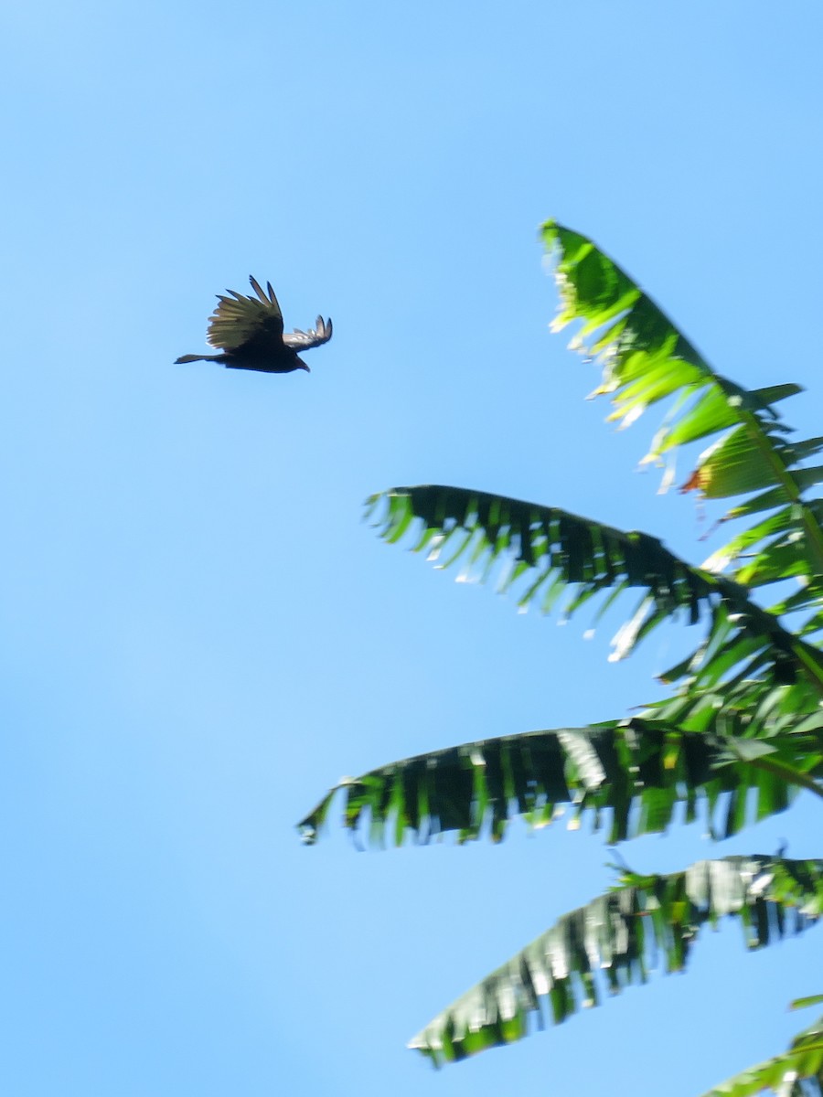 Turkey Vulture - ML638806558