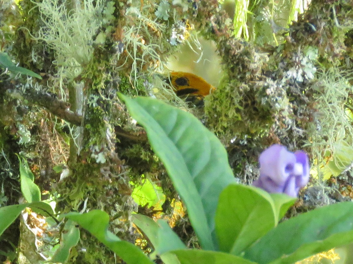 Golden Tanager - ML638806560