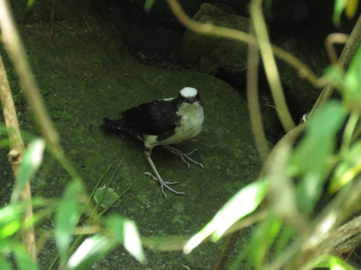 White-capped Dipper - ML638806564