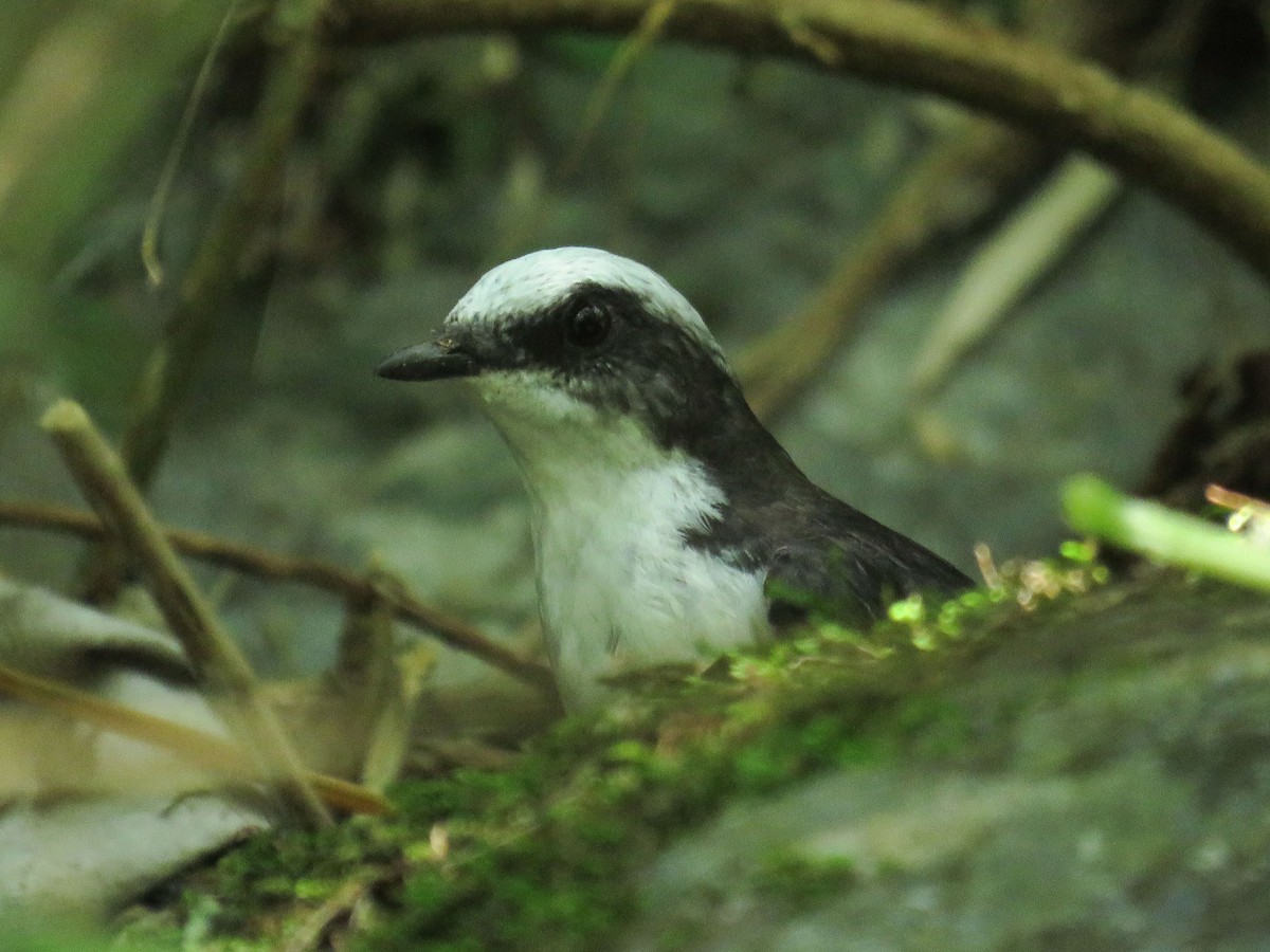 White-capped Dipper - ML638806565