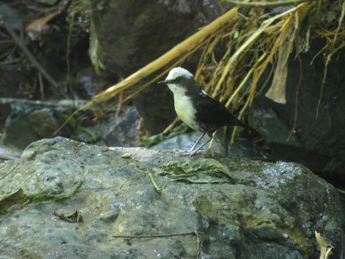 White-capped Dipper - ML638806566