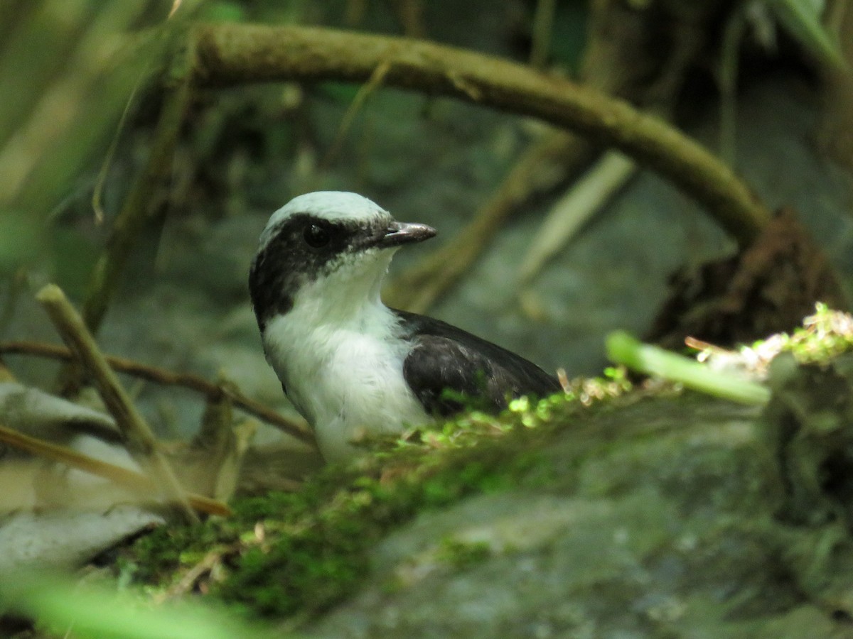 White-capped Dipper - ML638806567