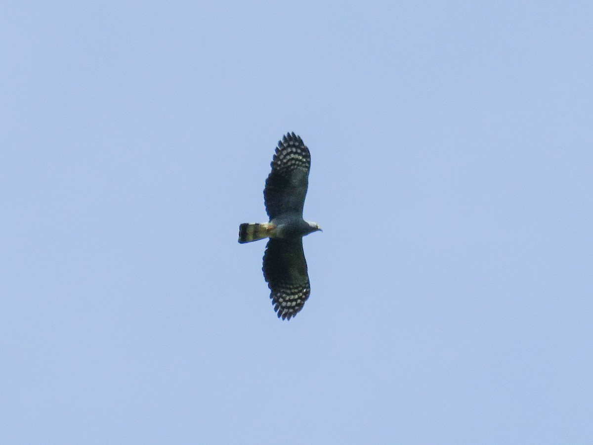 hákozobec neotropický - ML638806570