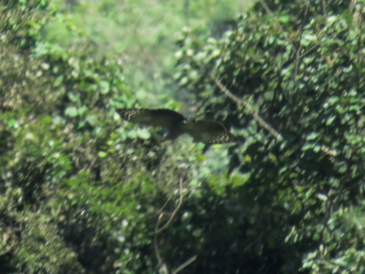 hawk sp. - ML638806572