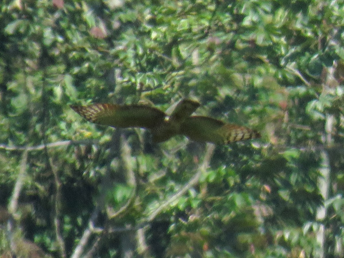 hawk sp. - ML638806573