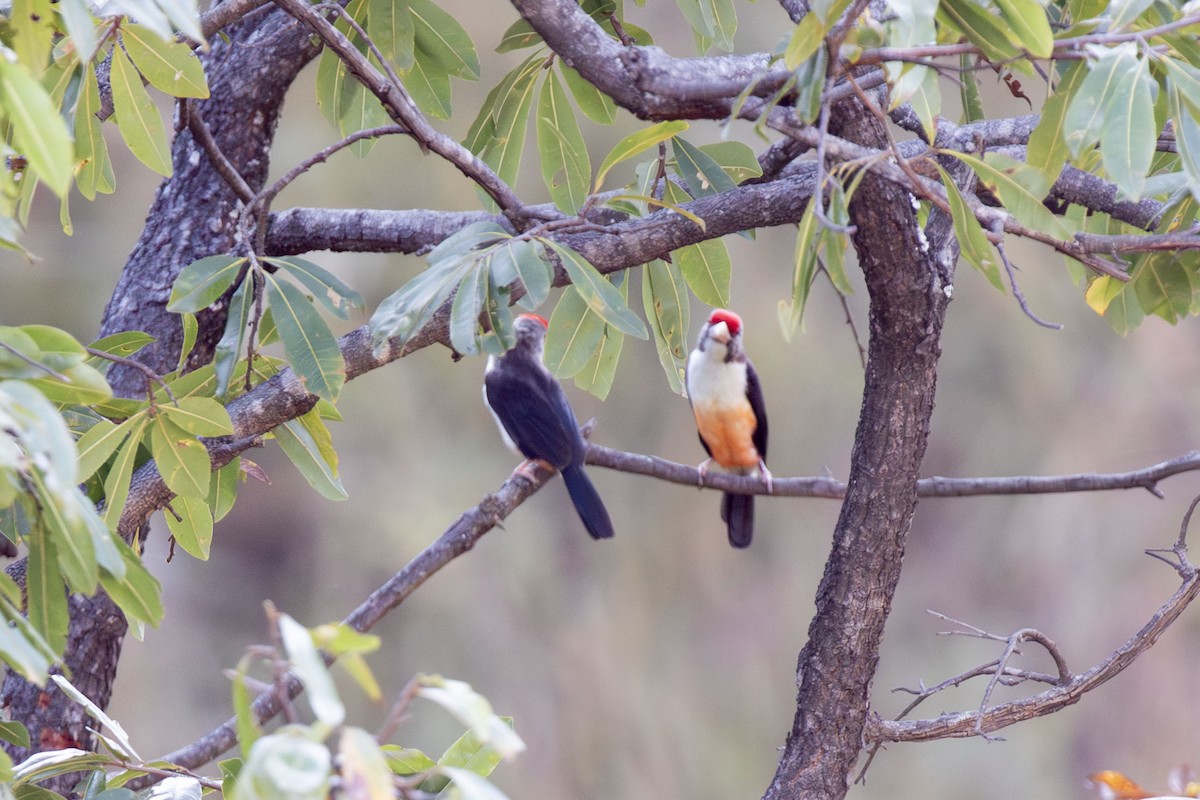 Black-backed Barbet - ML638806574