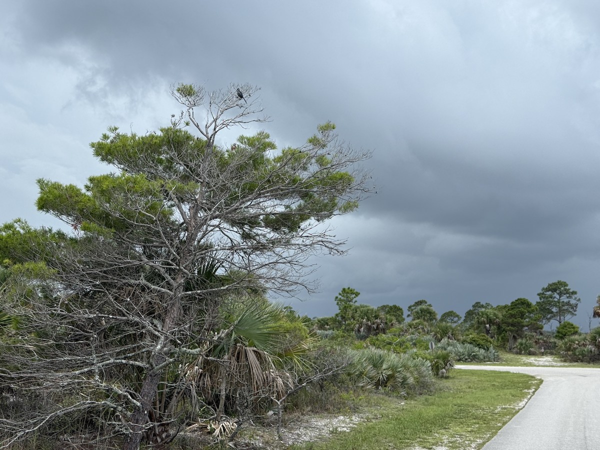 Florida Çalı Kargası - ML638806590
