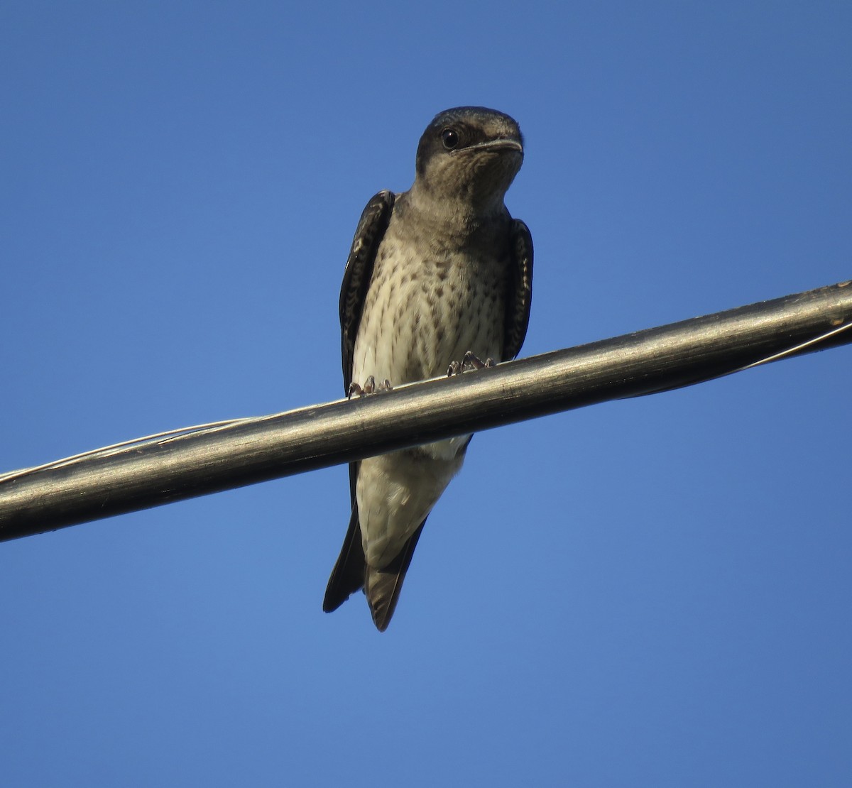 Purple Martin - ML638806676