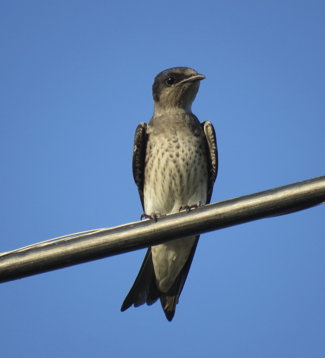 Purple Martin - ML638806677
