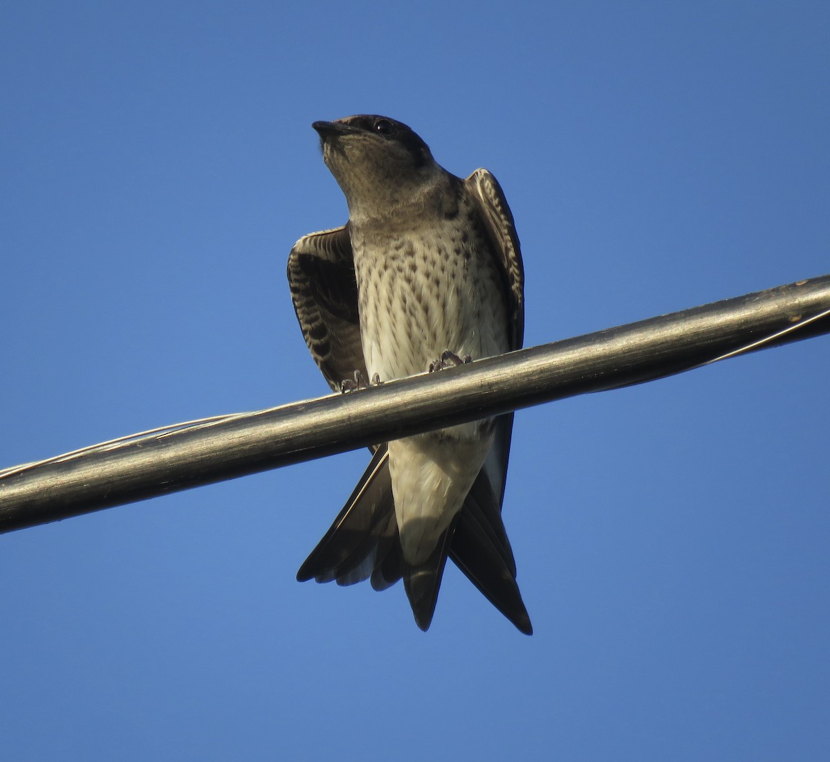 Purple Martin - ML638806679