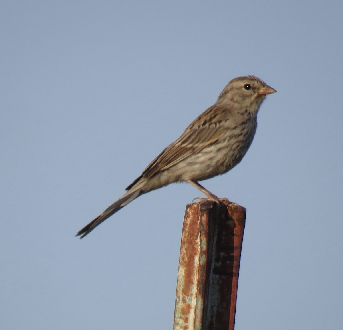 Chipping Sparrow - ML638806690