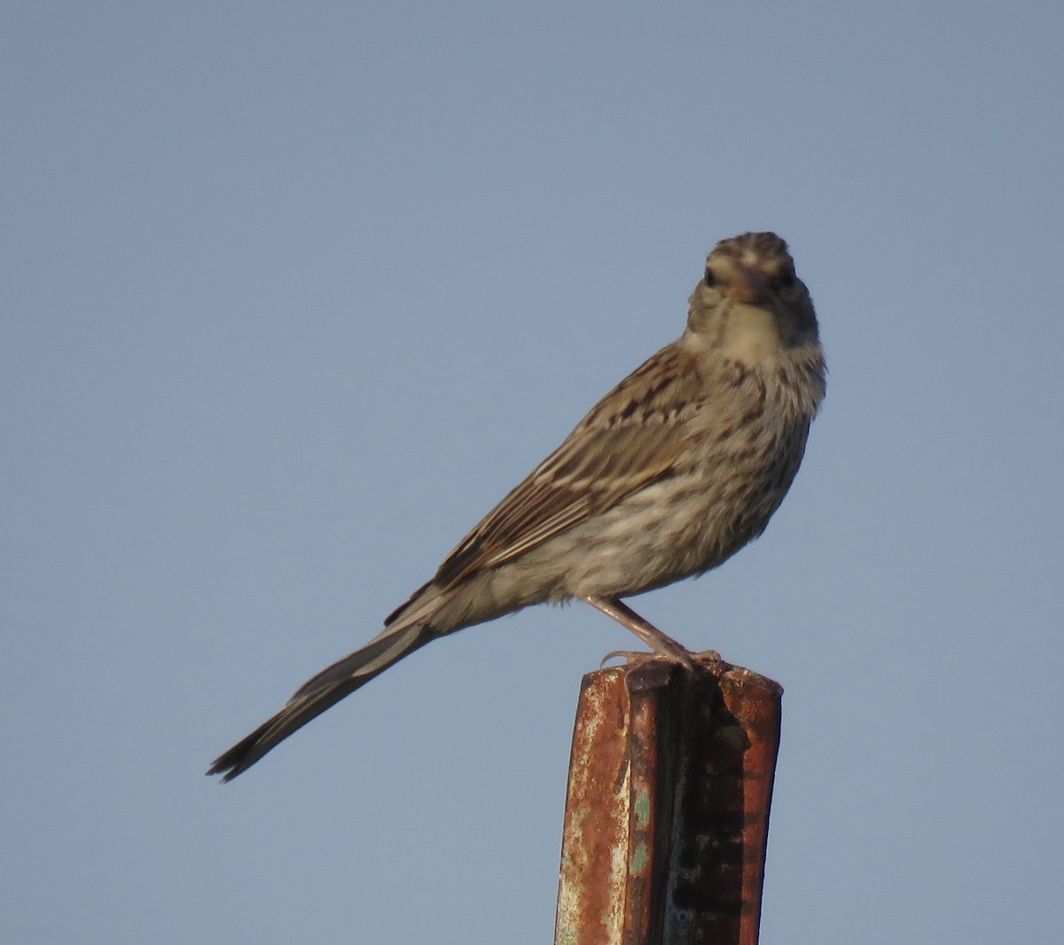 Chipping Sparrow - ML638806691