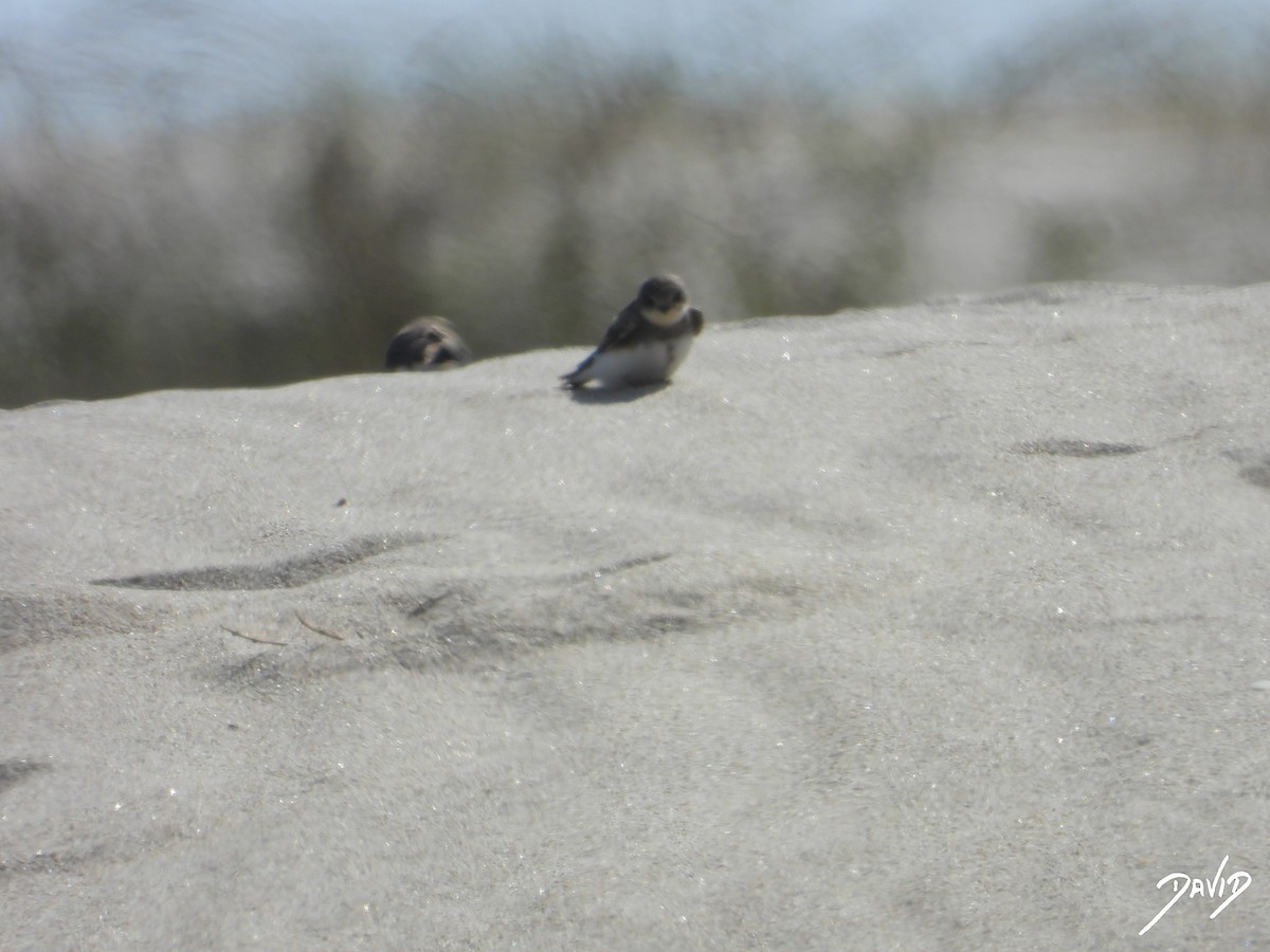 Bank Swallow - ML638806717