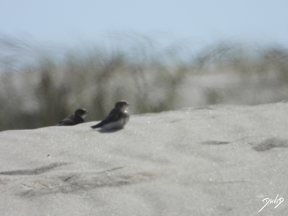 Bank Swallow - ML638806718