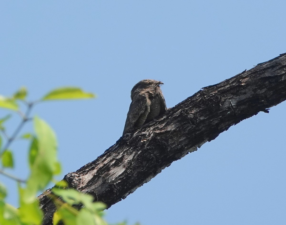 Savanna Nightjar (Northern) - ML638806749