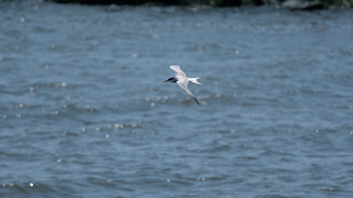 Common Tern - ML638806812