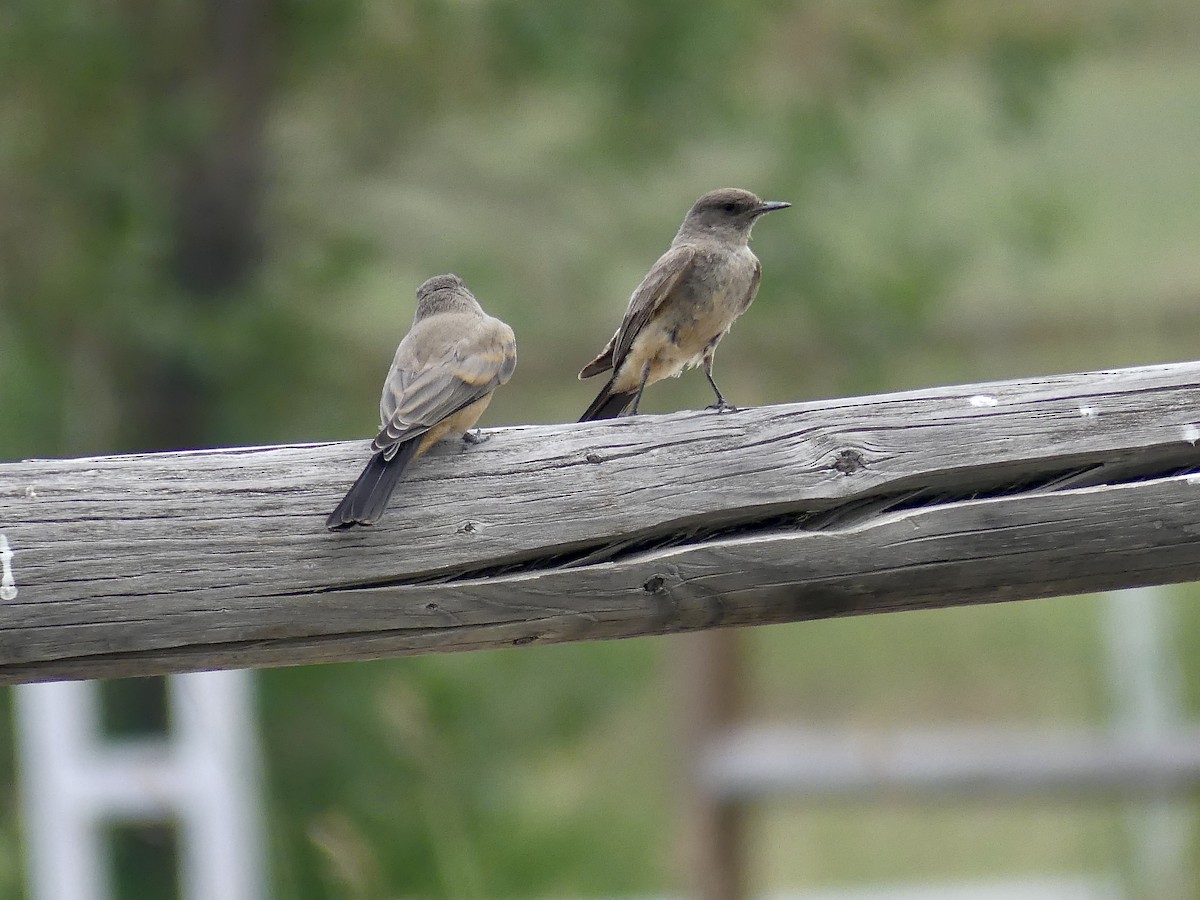 Say's Phoebe - ML638806861