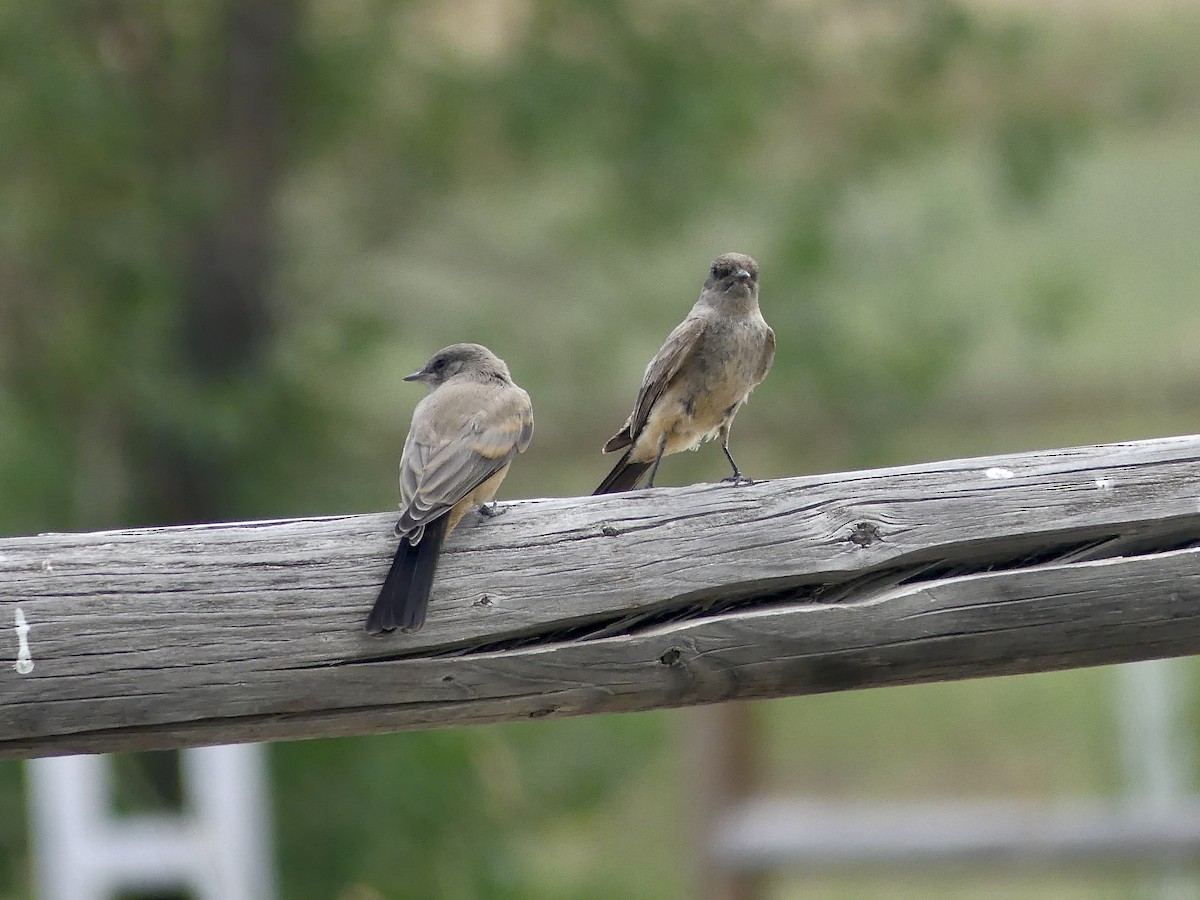 Say's Phoebe - ML638806871