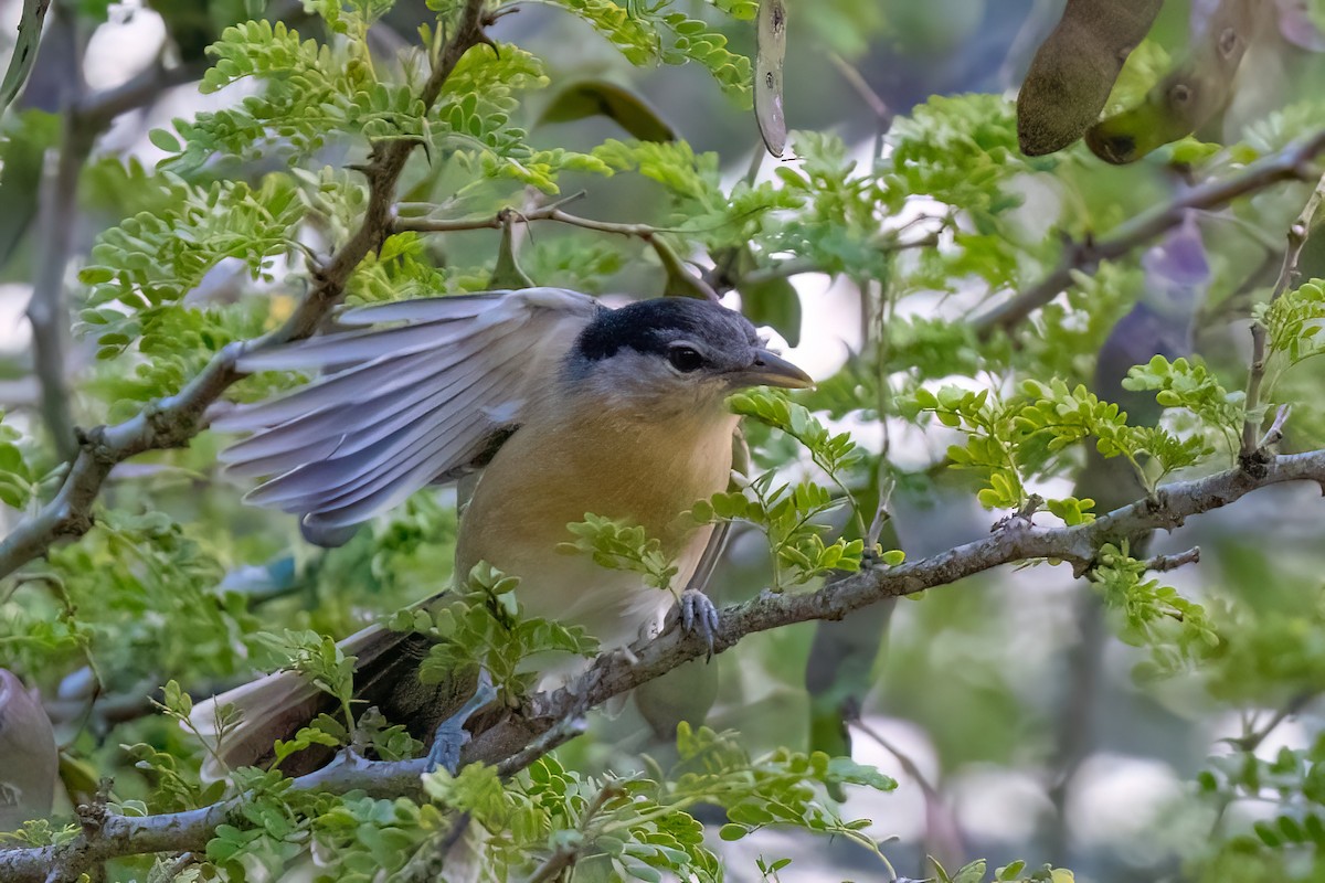 Black-backed Puffback - ML638806872