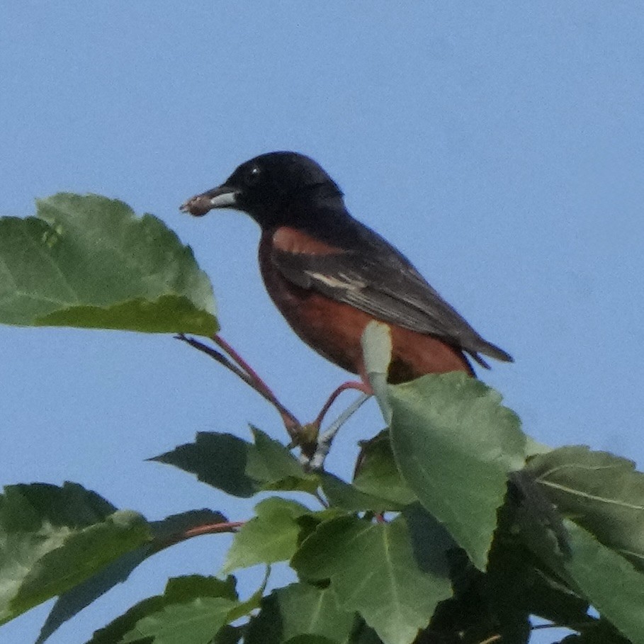 Orchard Oriole - ML638806875