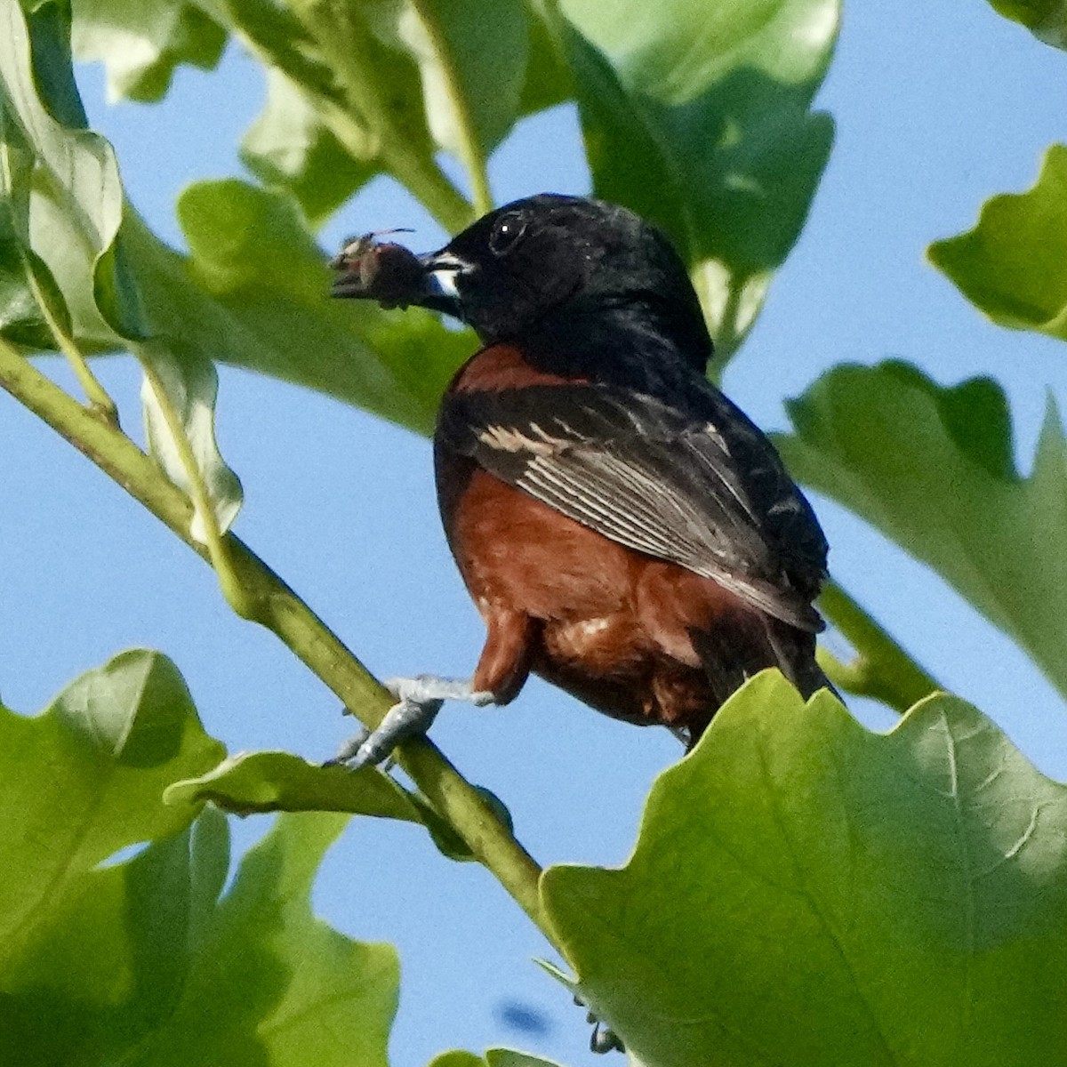 Orchard Oriole - ML638806878