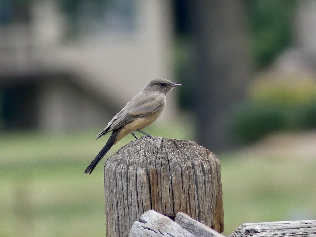 Say's Phoebe - ML638806879