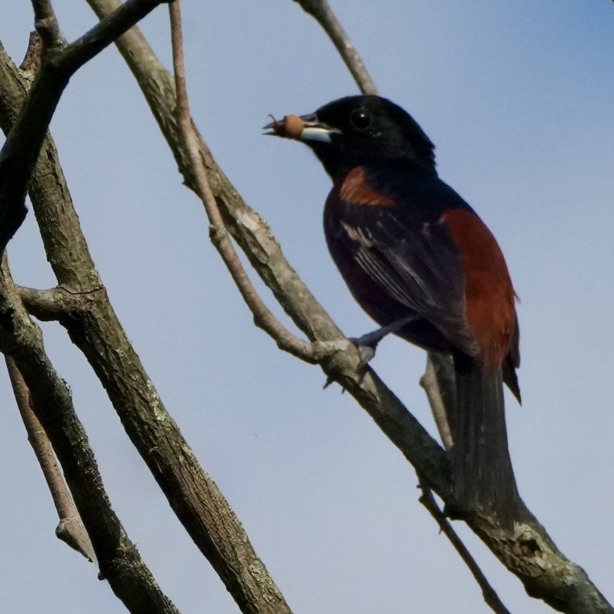 Orchard Oriole - ML638806882