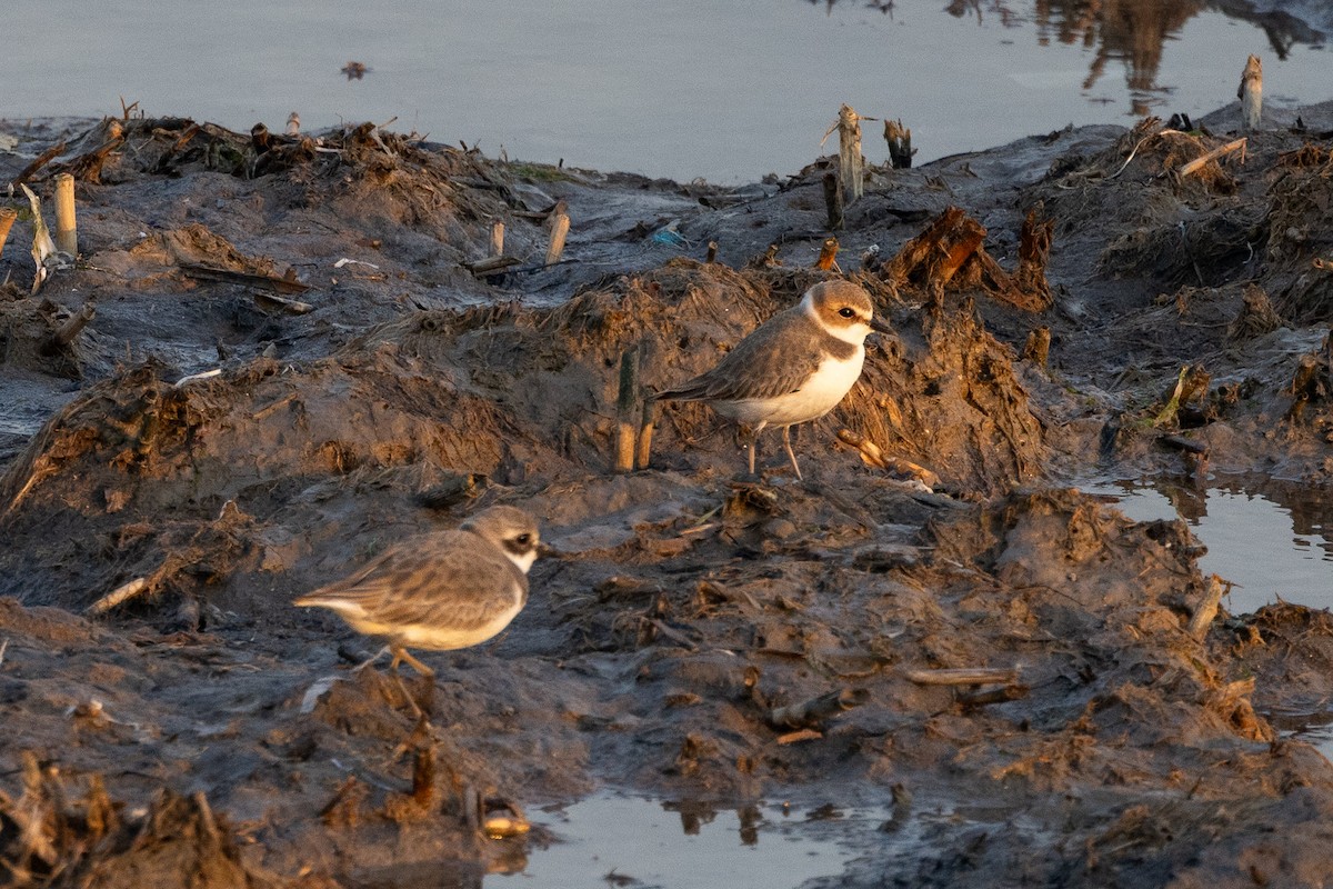 Kentish Plover (Kentish) - ML638806883