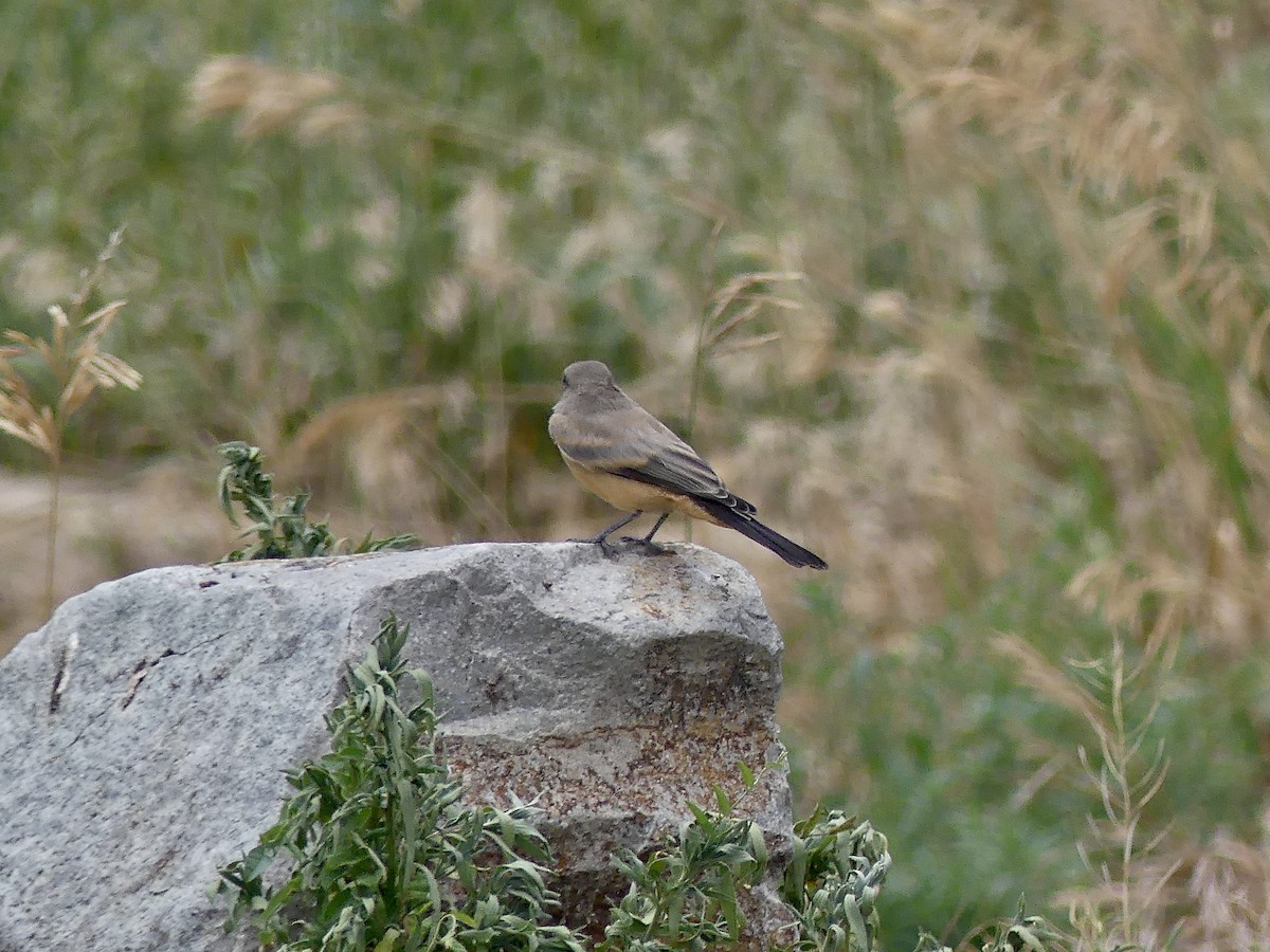 Say's Phoebe - ML638806895