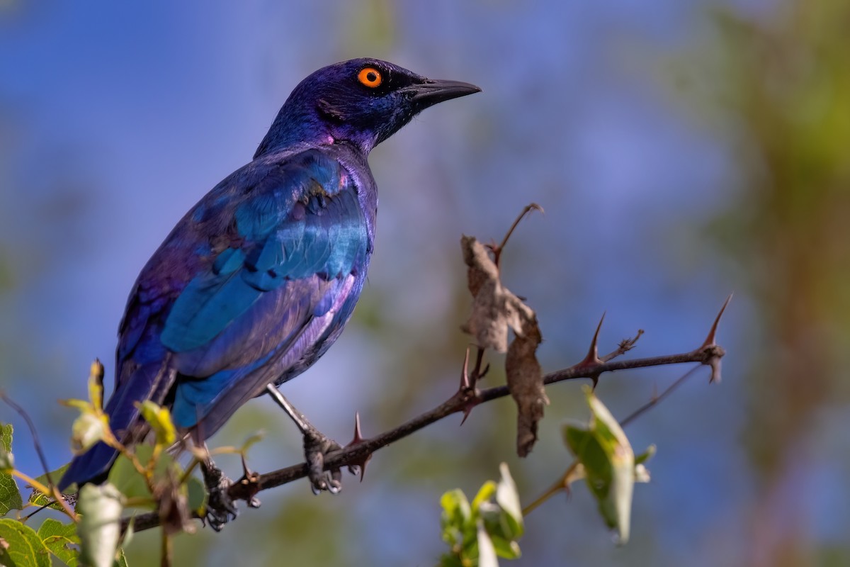 Greater Blue-eared Starling - ML638806938