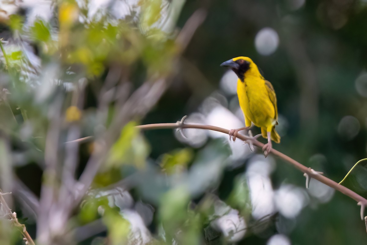Village Weaver (Spot-backed) - ML638806961